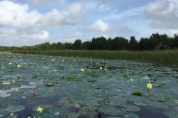 Aufgenommen bei einer Airboat Tour